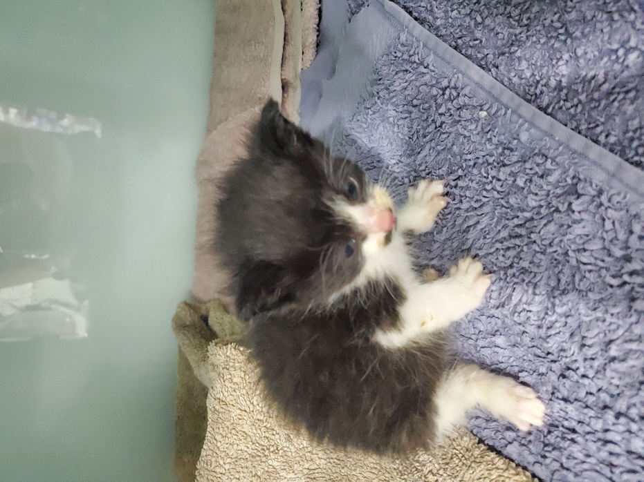 남산동물병원_411302202300240